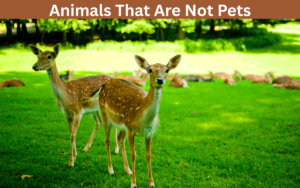 Animals That Are Not Pets | Wild Animals That Can Be Pets