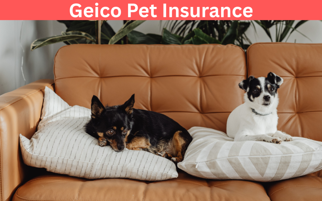 GEICO Pet Insurance